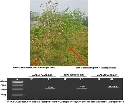 In silico structural-functional characterization of three differentially expressed resistance gene analogs identified in Dalbergia sissoo against dieback disease reveals their role in immune response regulation